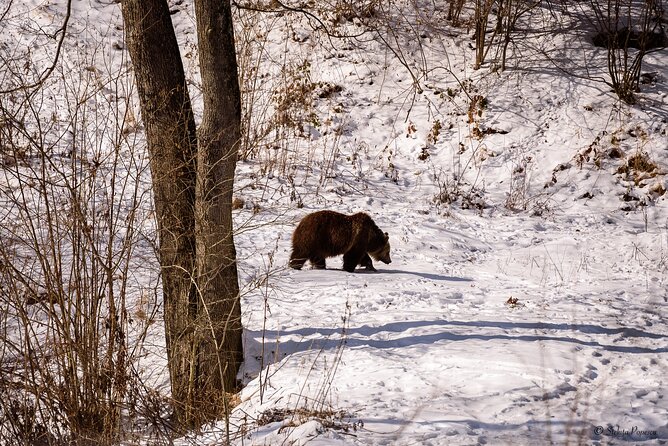 Meet the Bears & Visit Dracula Castle Day Tour From Bucharest - Tour Details