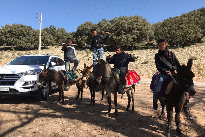 Middle Atlas , Cedar Forest and Azrou Day Trip From Fez