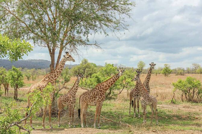 Mikumi National Park 3 Days 2 Nights