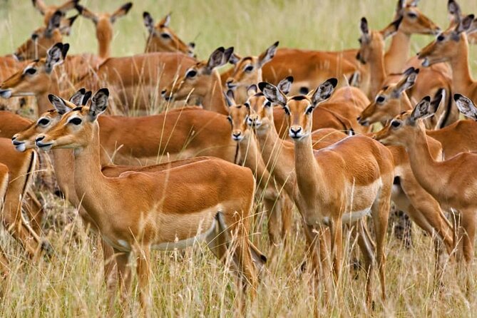 Mikumi National Park 3 Days - Itinerary Highlights