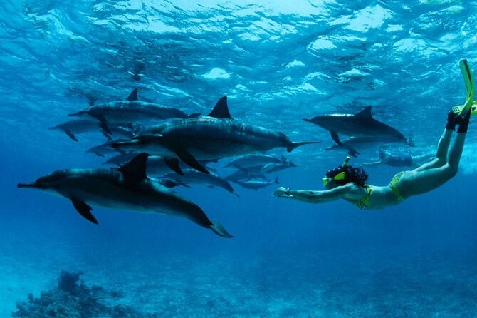 Mnemba Snorkeling, Dolphin and Baraka Natural Aquarium - Pickup Details and Start Time