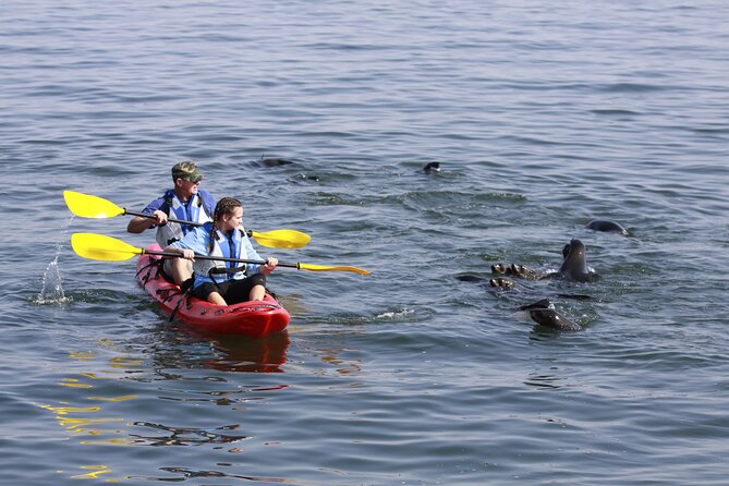 Mola Mola Kayaking Experience With a Licensed Guide