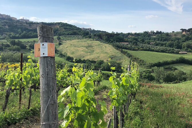 Montepulciano Wine Tour With a Sommelier - Tour Details