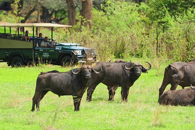 Morning or Afternoon Game Drive In Victoria Falls - Best Time for Game Drive