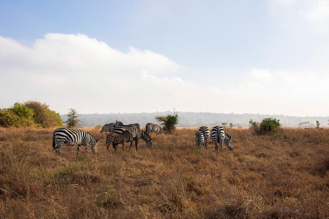 Morning Safari Nairobi Park/elephant Orphanage/giraffe Centre - Tour Overview