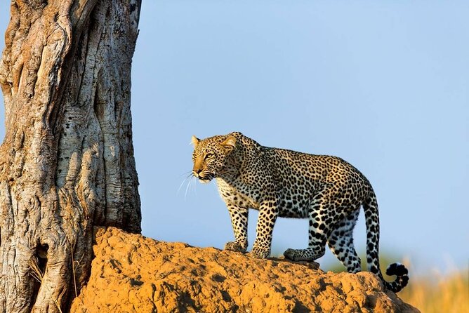 Multi Day Safari Tour in Arusha Tanzania - Accommodations Included