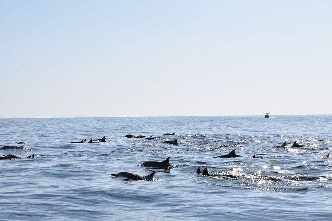 Musandam Trip - Available Activities