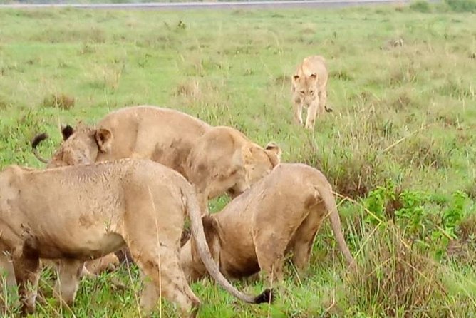 Nairobi City Excursions and Highligts Guided Tour With Free Pick and Droop off - Inclusions and Special Offer