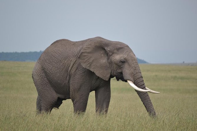 Nairobi National Park Game Drive - Inclusions