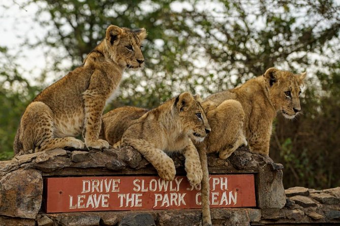 Nairobi National Park Game Drive Joining Safari - Overview of Nairobi National Park Safari