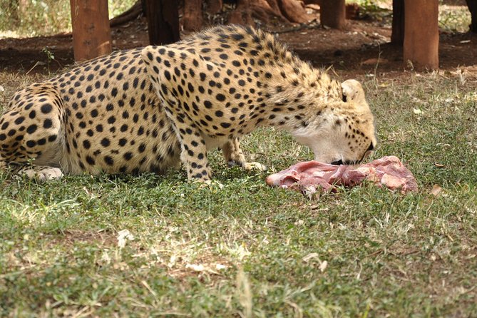 Nairobi National Park Game Drive With Free Pick up - Pricing Details