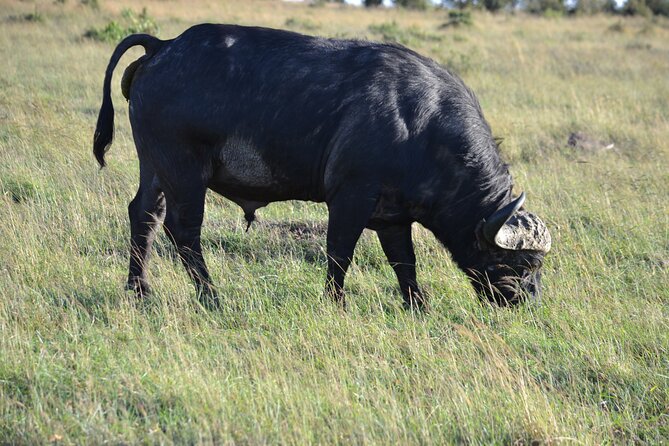 Nairobi National Park Half Day Tour - Tour Details