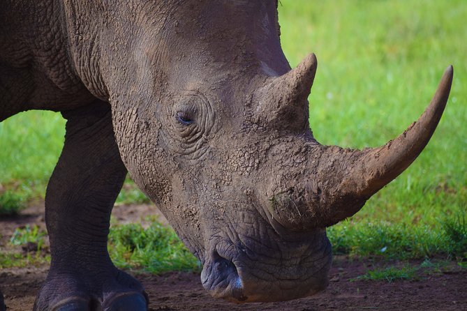 Nairobi National Park,Giraffe Centre, Karen Blixen Museum. - Tour Highlights