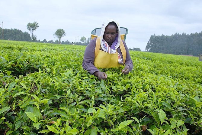 Nairobi to Kiambethu Tea Farm Tour - Tour Details