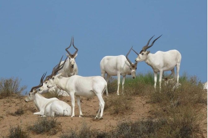National Park Privat Safari Tour From Agadir and Taghazout - Logistics