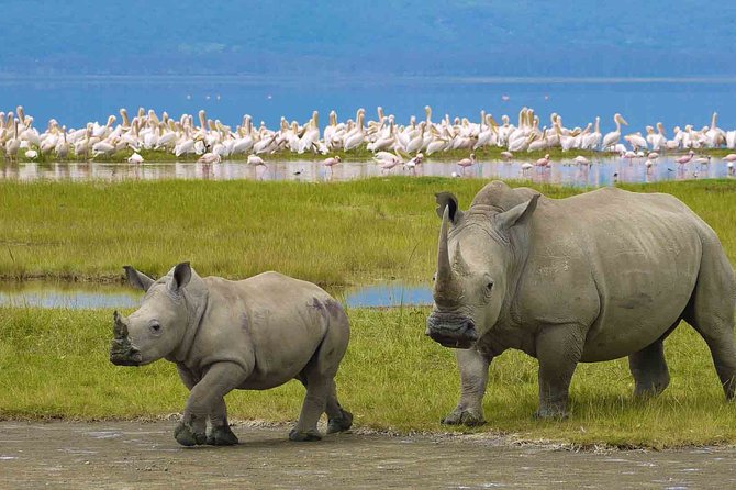 Ngorongoro Crater Day Trip - Trip Overview
