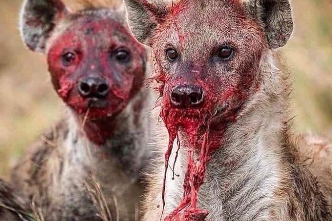 Ngorongoro, Manyara and Tarangire Tour - Booking Information