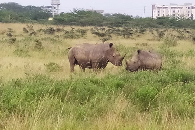 Ngutuni Concervancy 2 Days Safari From Mombasa Beach