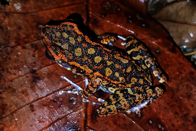 Night Froggy Adventure at Kubah National Park - Customer Reviews