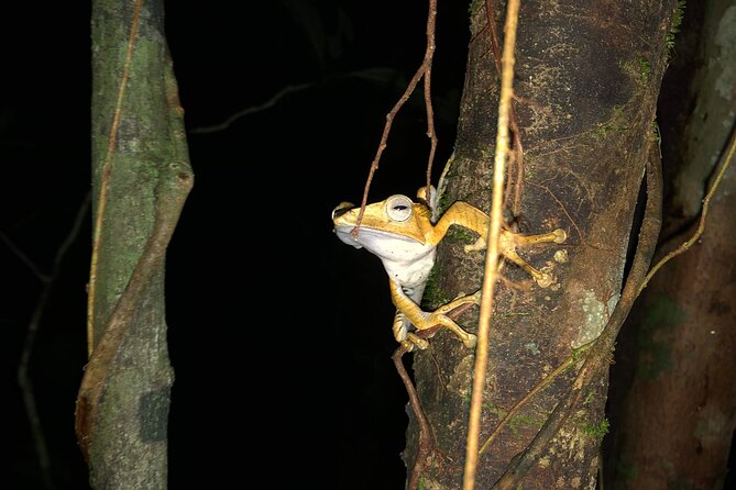 Night Frogs Tour at Kubah National Park