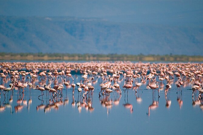 One Day Safari to Lake Manyara - Safari Itinerary Highlights