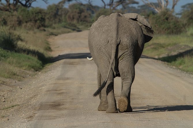 One Night (Mid-range) Amboseli National Park Safari - Itinerary Highlights
