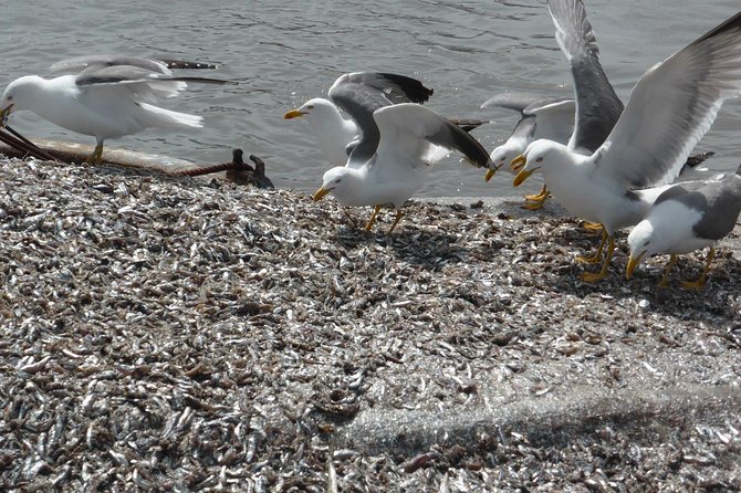 Oualidia Day Trip From Marrakech - Trip Overview