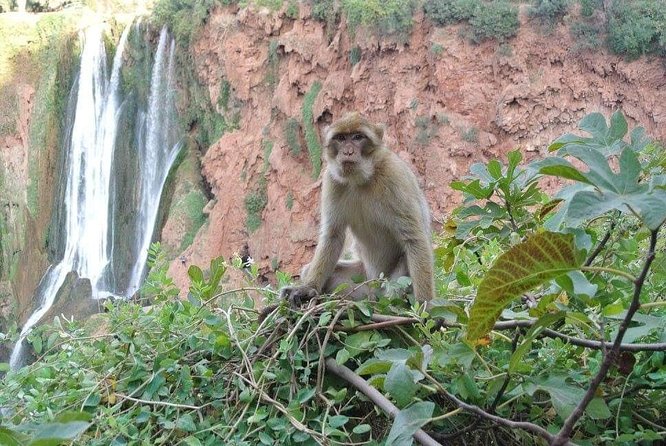 Ouzoud Waterfalls Excursion From Marrakech