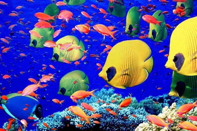 Paradise Island : Full–Day Snorkeling and Island Tour - Inclusions