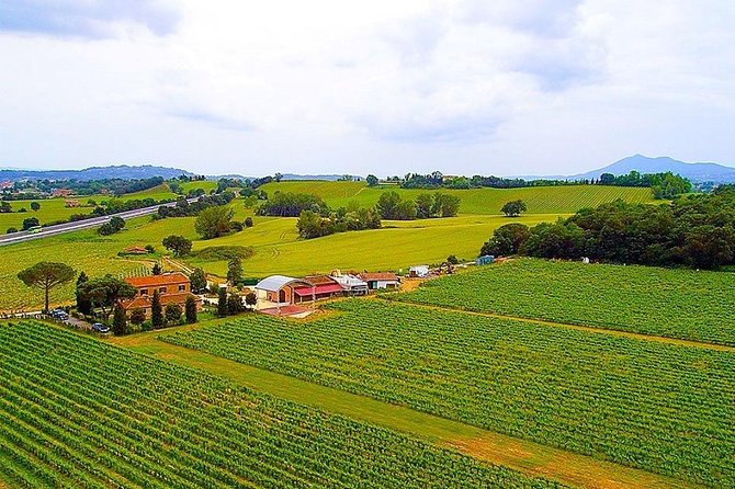Pic Nic in the Vineyard of PODERE CASANOVA