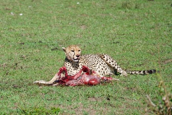 Private 2-day Diani Beach To Tsavo East and West Safari - Good To Know