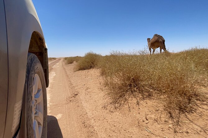 Private 2 Days Tour From Marrakech to Zagora Desert + Camel Trekking & Camp - Tour Highlights