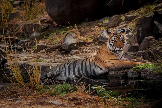 Private 5-Day Ranthambhore Tiger Tour From Delhi With Taj Mahal, Agra and Jaipur - Tour Overview