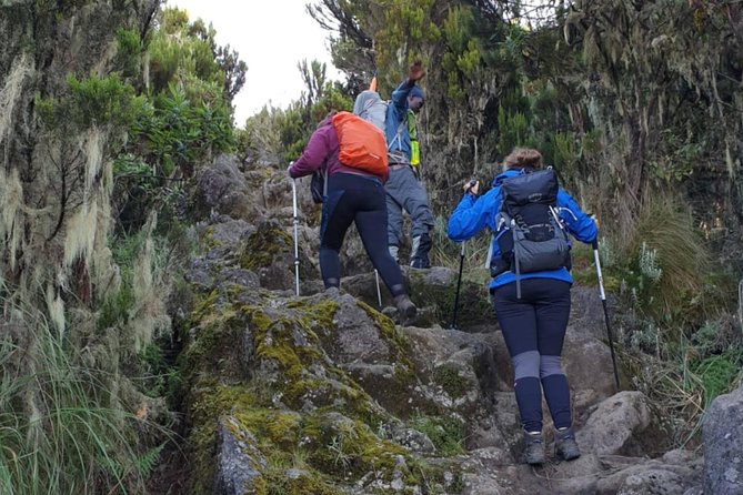 Private 7-Day Kilimanjaro Trek via Lemosho Route From Moshi