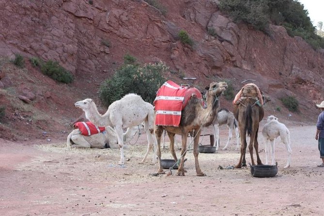 Private Camel Ride in High Atlas Mountains From Marrakech - Additional Information
