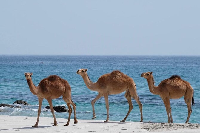 Private Caribian Orient (Swiming in Fazayeh Beach ) - Inclusions Provided