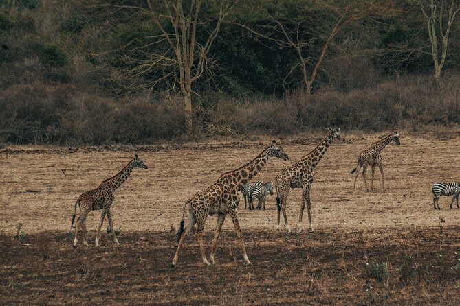 Private Cycle to Kilimanjaro Bike Park Safari