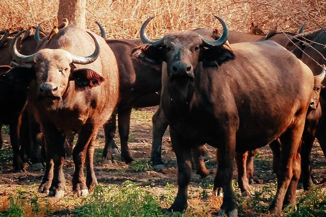 Private Day Trip Safari in Mikumi National Park - Tour Inclusions