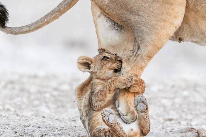 Private Day Trip Safari to Central Serengeti - Pricing Information