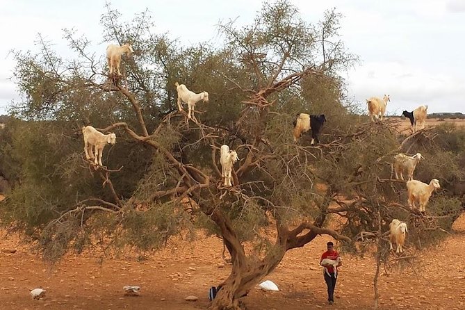 Private Day Trip to Essaouira From Marrakech - Highlights of Essaouira Day Trip