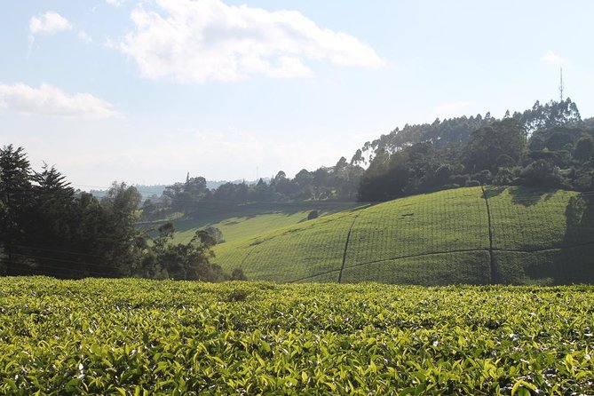 Private Day Trip to Kiambethu Tea Farm in Limuru From Nairobi - Tour Details