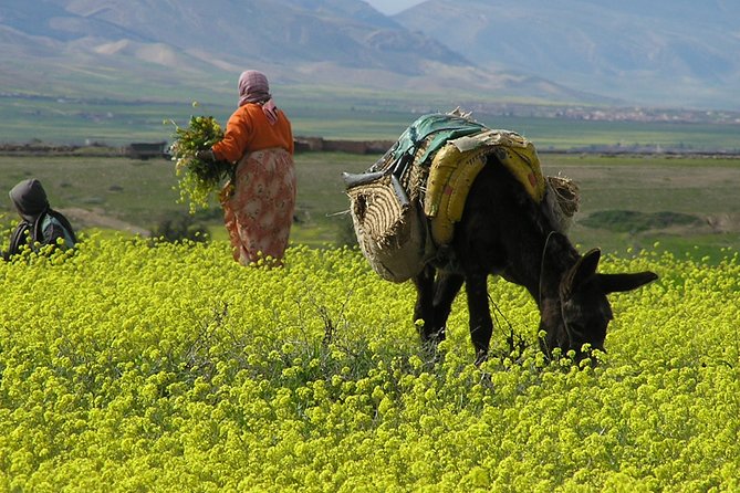 Private Day Trip to the Zat Valley From Marrakech. - Tour Details