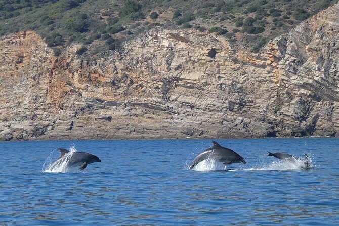 Private Dolphin Watching in Arrábida Natural Park - Activity Details