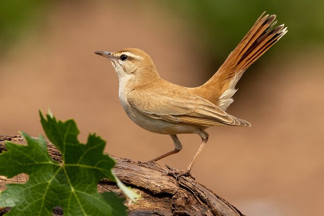 Private Experience at Hides Dehesa El Águila for Photography