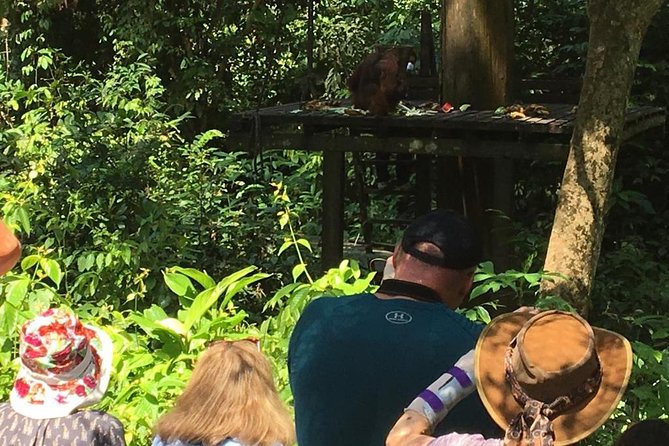 Private Full Day Sepilok Orang Utan, Bornean Sun Bear and Rainforest Discovery Center Tour - Tour Highlights