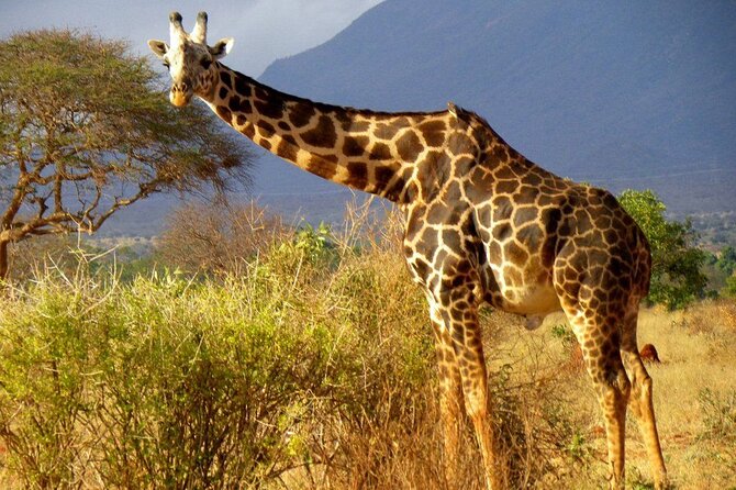 Private Full Day Tour to Tsavo East National Park - Additional Information