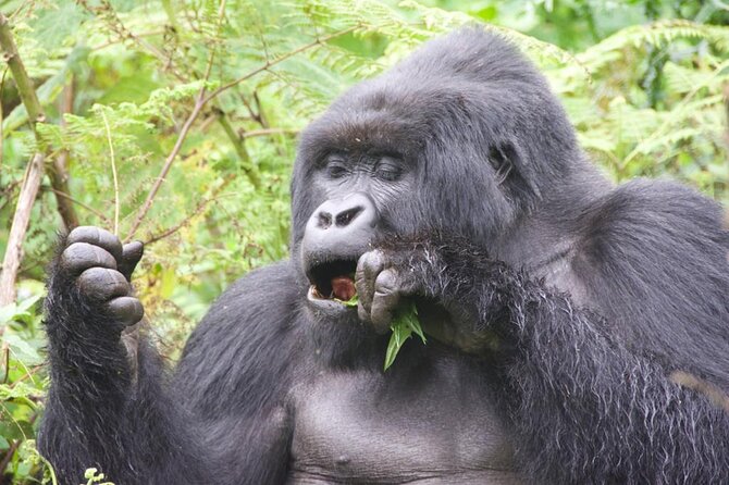 Private Gorilla Trekking Transfer From Kigali