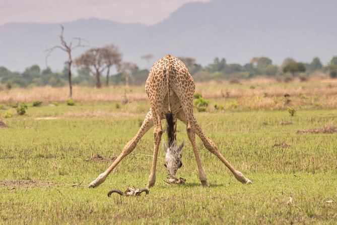 Private Guided Day Tour in Mikumi National Park - Inclusions