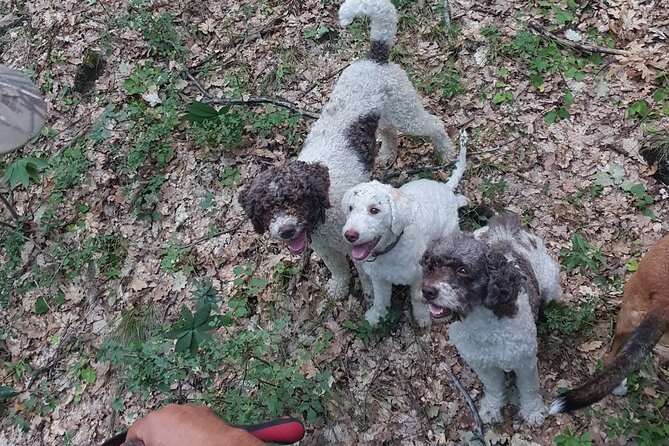 Private Guided Truffle Hunting Tour in Serbia With Brunch - Tour Overview