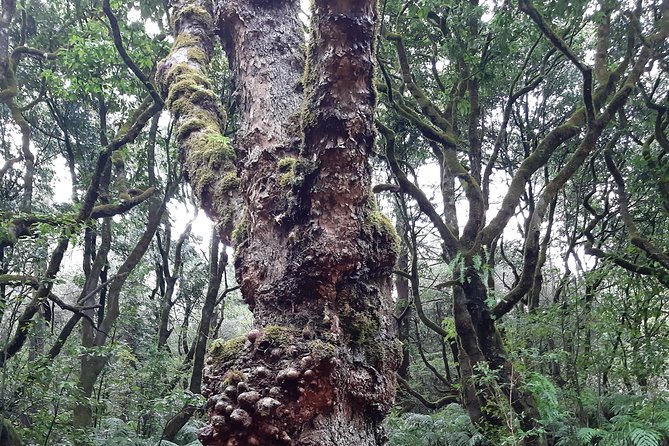 Private Guided Walk Levada Caminho Para Todos Half-Day - Meeting and Pickup Details